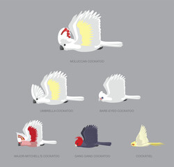 White Cockatoo Flying Set Side Size Cartoon Vector © bullet_chained