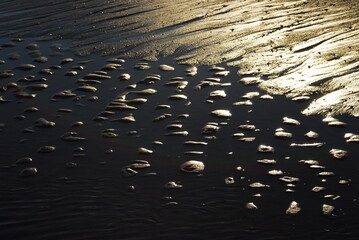 reflection in the water