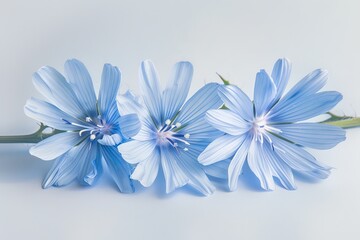 Obraz premium Chicory blooms