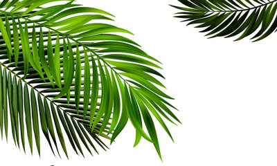 Palm leaves. Elevated view of green palm leaves over on transparent backgrounds realistic 3d...