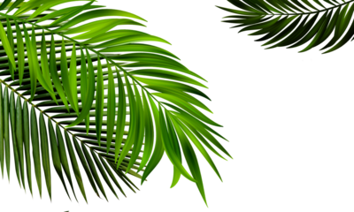 Palm leaves. Elevated view of green palm leaves over on transparent backgrounds realistic 3d rendering png