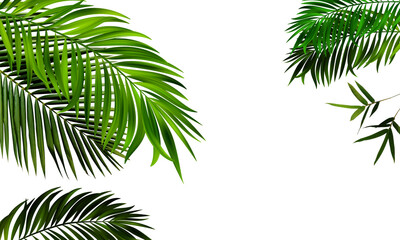 Palm leaves. Elevated view of green palm leaves over on transparent backgrounds realistic 3d...