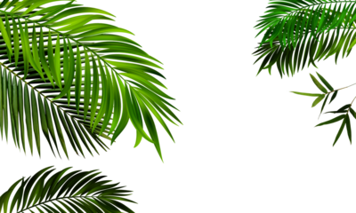Palm leaves. Elevated view of green palm leaves over on transparent backgrounds realistic 3d rendering png