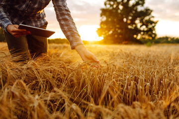 Farmer working with Tablet on wheat field. Modern technology application in agricultural growing...