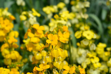 Yellow Wallflower Primerose Dame flowers