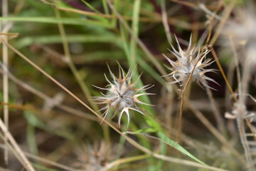 Bitumen trefoil seeds