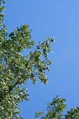 Fototapeta na wymiar Candadian poplar leaves