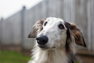 Dog, Russian Greyhound, black and white, close-up, against a blurred background of a fence, next to the house. Close-up of a dog's face, shot with a wide-angle lens.