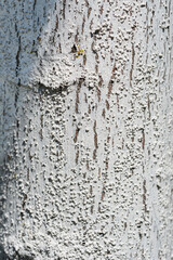 Obraz premium Detail of silver lime tree bark painted with lime - Latin name - Tilia tomentosa