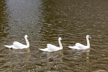 several white swans swim on the water.