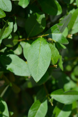 Oval-leaved privet leaves