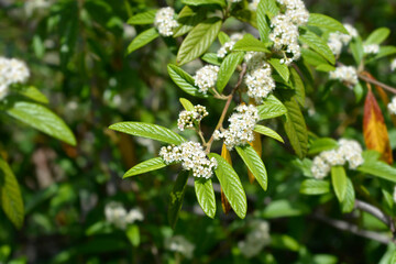 Willow-leaved cotoneaster branch with flowers