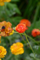 Persian Buttercup Picotee Orange flower bud