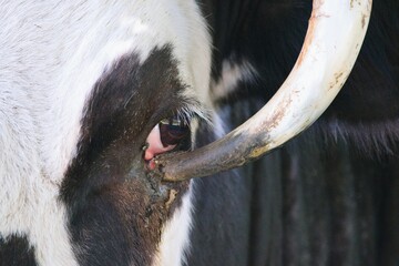 Cow eye. Ingrown horns are a serious animal-welfare issue.