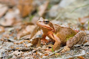 Common frog, Rana temporaria sitting in the soil.