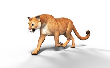 3d Illustration Portrait of Cougar Isolated on green Background with Clipping Path.