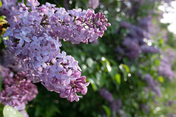 Close-up of a lilac inflorescence. Purple flowers covered with drops of dew. There is a defocused flowering bush in the background. Background. There is space for text.