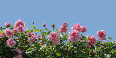 青空のコピースペースにピンクのバラ「蔓羽衣」のグラフィック素材