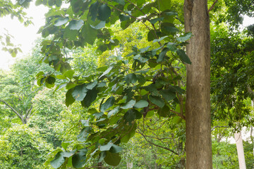 Teak Trees in Thailand precious hardwoods one of the last major areas of tropical forest in Asia