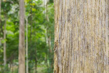 A teak tree in the forest with a blurred background