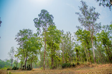 Obraz premium Green Forest nature view in Gazipur