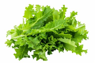 Frisee chicory salad with green leaves isolated on white background and clipping path