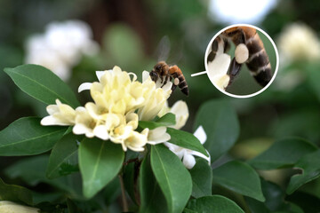 Honey bee collecting bee pollen from white flowers, large bee pollen deposits that accumulate on bee legs, show enlarged image in the circle