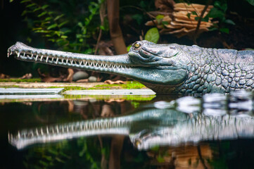 animal photography