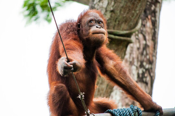 Orang Utan