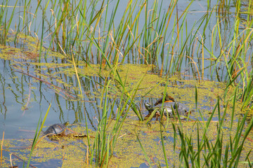 Turtle family enjoying sunbathing in a reservoir.