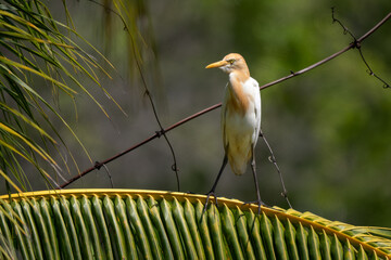 Squacco Heron - Ardeola ralloides, small beautiful heron from Euroasian swamps and marsches,...