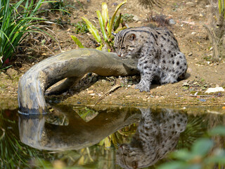 Fishing cat (Prionailurus viverrinus) at the water's edge with a big reflection