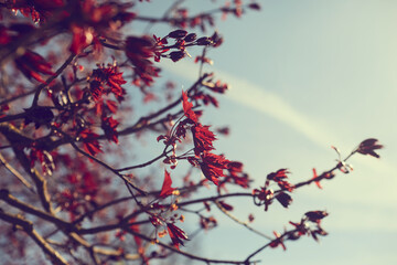 maple red leaves in the park