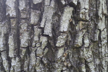 Wooden walnut texture background, close up