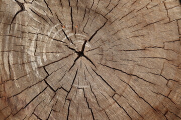 Wooden walnut texture background, close up