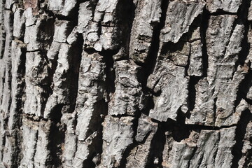 Wooden walnut texture background, close up