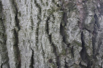 Wooden walnut texture background, close up