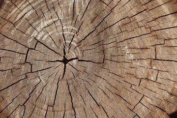 Wooden walnut texture background, close up