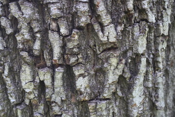 Wooden walnut texture background, close up