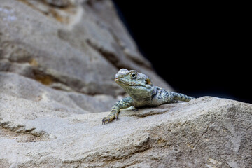 A starred agama lizard, stellagama stellio, emerging from a rock crevice. Also known as the roughtail rock agama or painted dragon.
