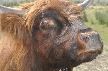 Fototapeta premium Australia