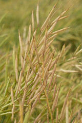 Rapeseed seed pods, Stems of rapeseed, Green Rapeseed field