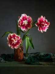 Peony-shaped tulips on a dark background.