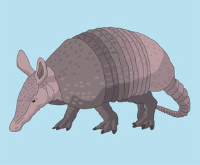 Armadillo Nine-Banded Armadillos Long-Nosed Armadilloes