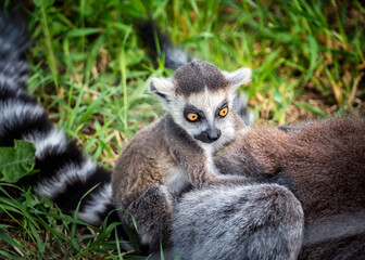 Naklejka premium Close up shot of baby ring tailed lemur sitting on mother's backs lemur wildlife zoo photography Madagascar