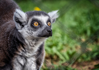 Naklejka premium Close up shot ring tailed lemur wildlife zoo photography Madagascar