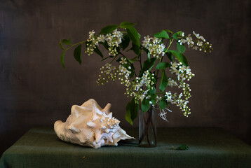 A small bouquet with blooming fragrant bird cherry and a sea shell.