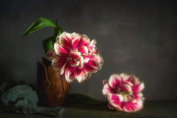 Peony-shaped tulips on a dark background.