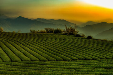 The rolling hills,scenic tea garden view and golden sky form a rural scenery in fog at sunset. In...