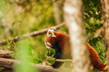 Red Panda in the jungle eating